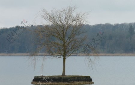 湖中心的树