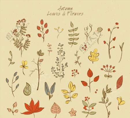 彩绘秋季叶子和花卉矢量图