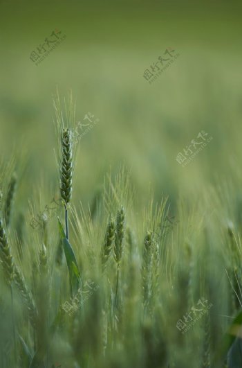 麦穗麦田绿色小麦