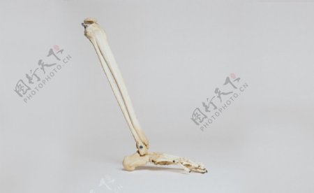 腿骨跖骨模型
