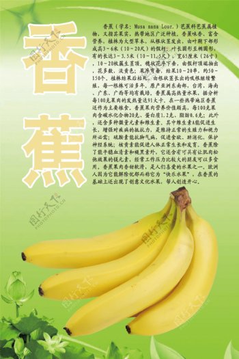 水果文化系列之香蕉