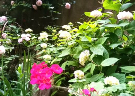 私家花园花卉