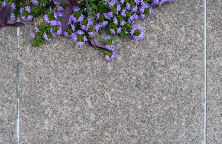 大理石砖墙上的紫色花朵
