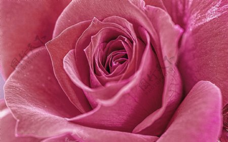 粉色的绽放的玫瑰花