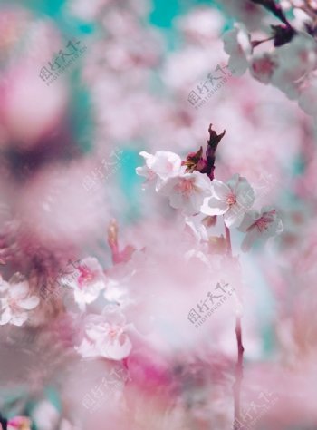 粉色樱花春天