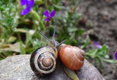 花园里的蜗牛