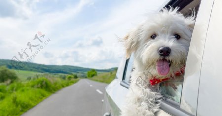 宠物动物合集狗狗载车旅行