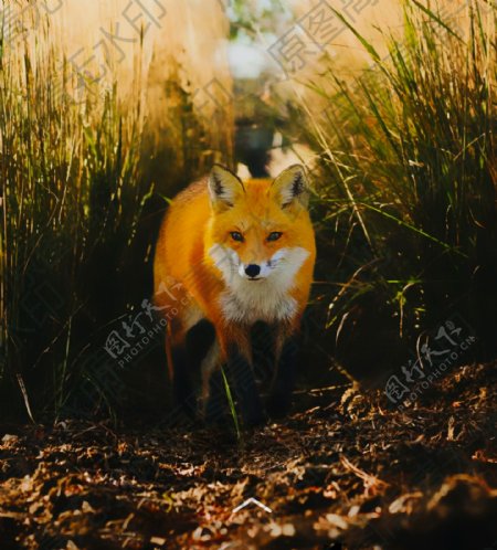 唯美狐狸