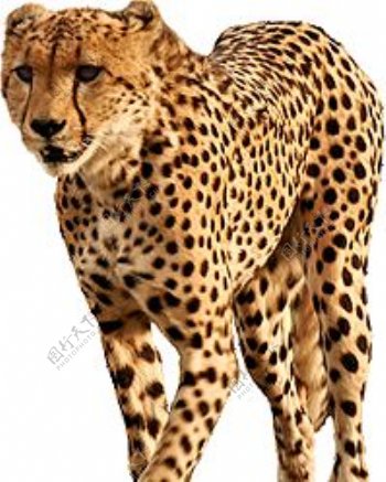豹子豹雷豹猎豹肉食动物