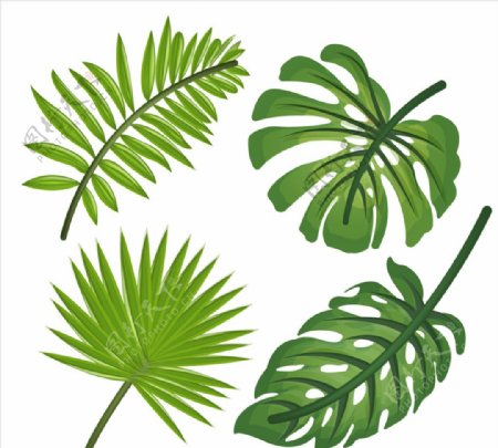 4款逼真绿色热带植物叶子矢量图