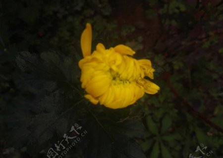 金黄色菊花花朵花苞