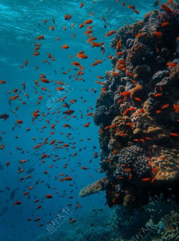 海底生物