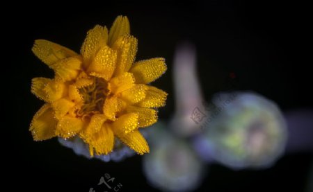 花卉艺术摄影