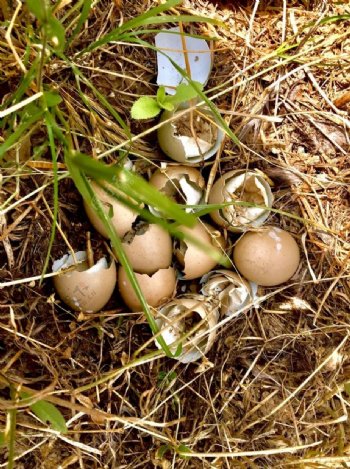 野外已经孵化的野鸡蛋