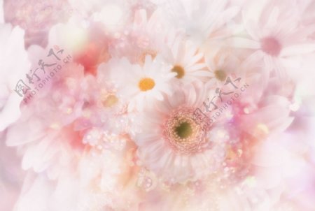 粉色花朵底图