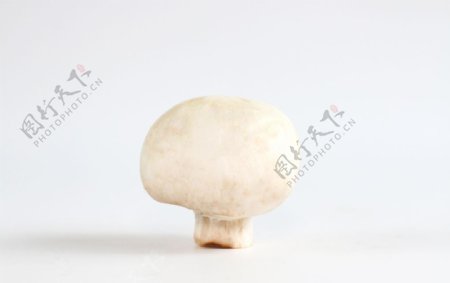 蘑菇菌类食物火锅食材小鸡炖蘑菇