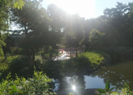 火烈鸟树清晨草景公园