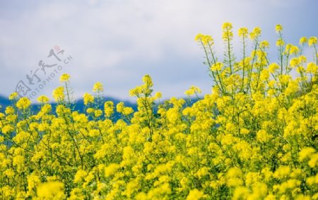 油菜花