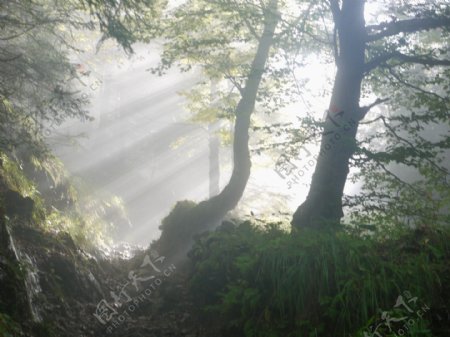 森林野外光线自然生态背景素材