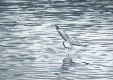 青海湖水鸟