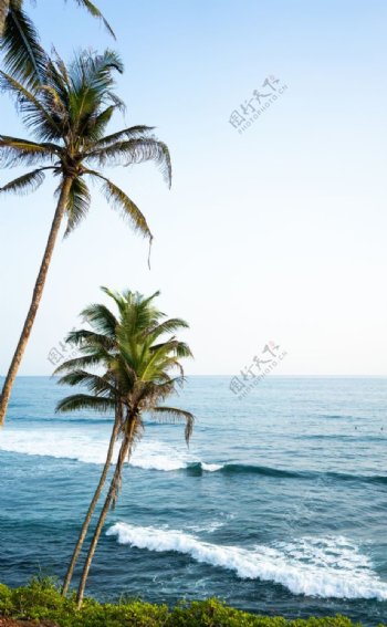 椰树大海