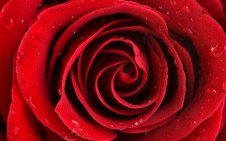 红玫瑰花露珠花艳丽