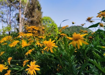 公园黄金菊