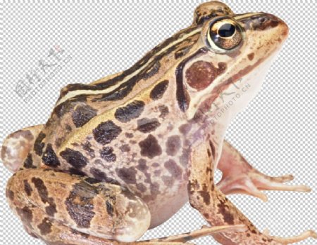 动物蛙类图谱动物蛙类图谱图片
