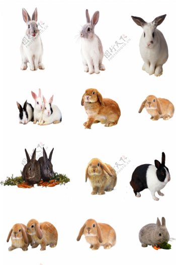 兔子素材图片