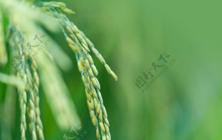 水稻高清图图片