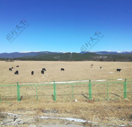 蓝天高原牧场牦牛风景图片
