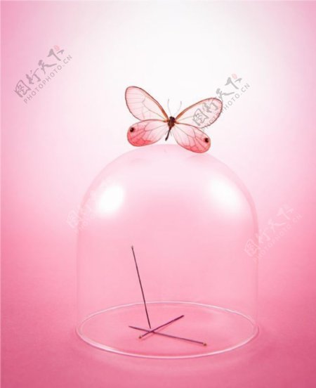 粉色蝴蝶图片