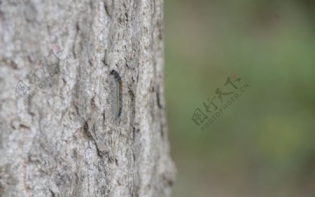 美国白蛾幼虫图片