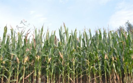 玉米包谷图片