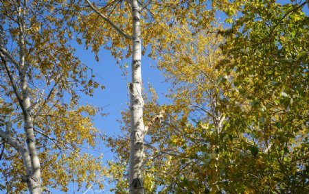 秋天杨树的树干和黄叶枝叶图片