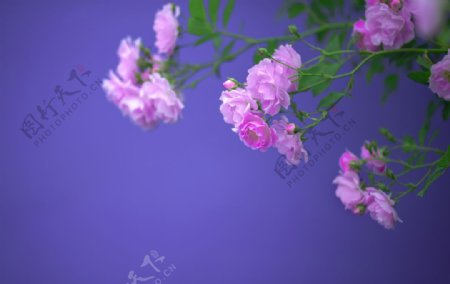 蔷薇花香图片