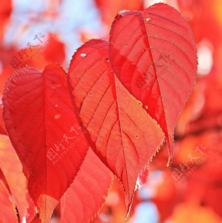 红色树叶图片