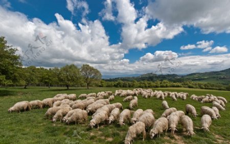 牧羊群与大自然风景图片
