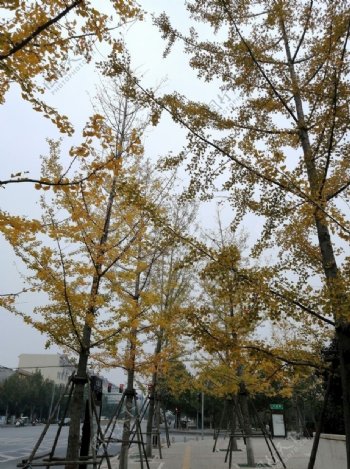 秋季素材树木素材一叶知秋图片