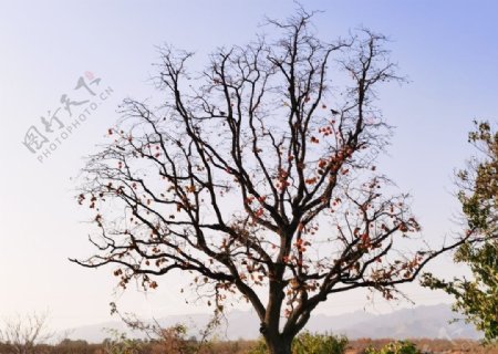 秋季的柿子树图片