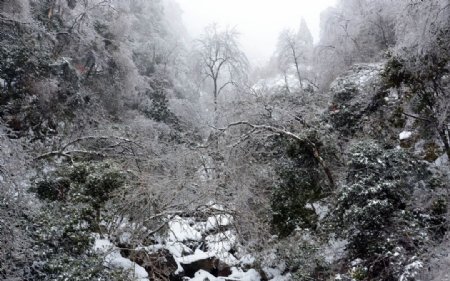 雪后树林图片