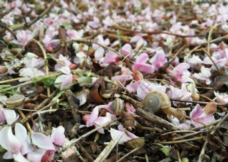 蜗牛粉色花朵植物草地图片