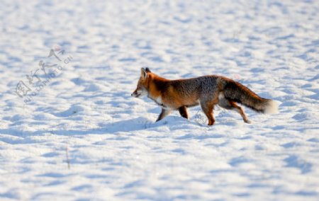 雪地狐狸图片