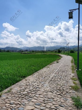 南方夏季水稻田图片