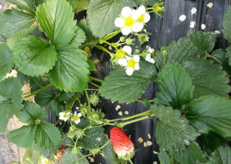 草莓花图片