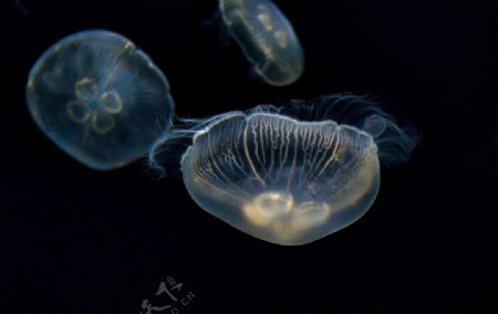 海蜇水生生物图片