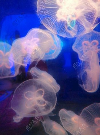 海洋生物水母图片