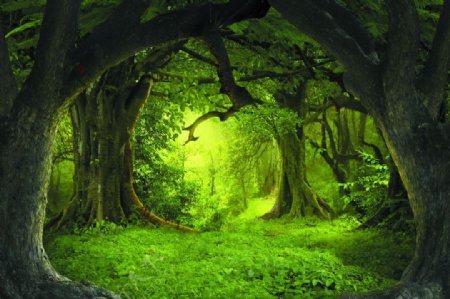 幽静的原始深林树洞环装饰图图片