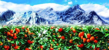 沃柑果园图片