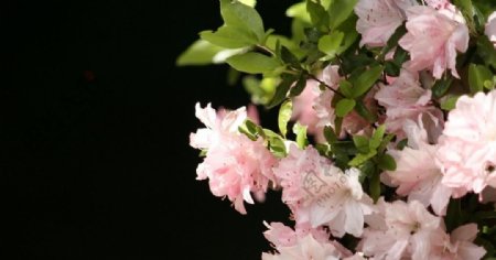 淡粉色的花朵简约背景图片